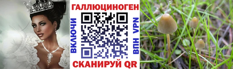 даркнет сайт  Павловский Посад  Галлюциногенные грибы Cubensis 