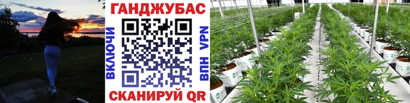 Бошки марихуана THC 21% где купить наркотик MEGA как зайти Павловский Посад